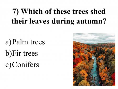 Autumn quiz